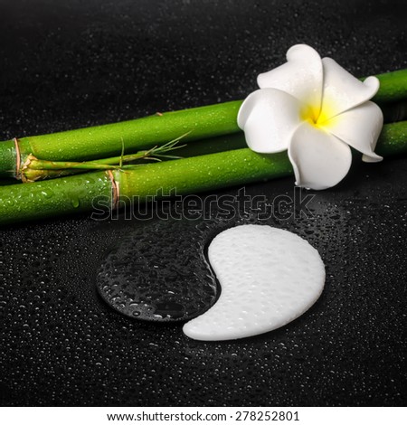 spa concept of tropical frangipani flower, symbol Yin Yang and natural bamboo on zen basalt stones with drops, closeup