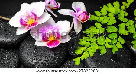Spa background of white with red orchid (mini phalaenopsis) flower, green leaves fern and zen stones with drops, panorama