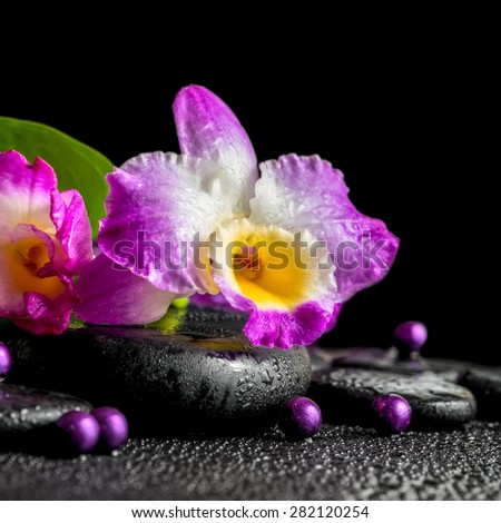 spa still life of purple orchid dendrobium, green leaf Calla lily with dew and pearl beads on black zen stones, closeup