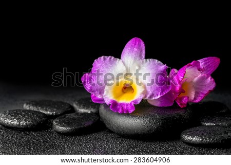spa concept of purple orchid dendrobium with drops on black zen stones