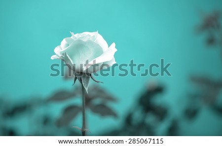 beautiful romantic blue rose flower on toned green blur background, vintage style