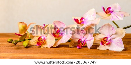 beautiful composition of blooming twig orchid flower, phalaenopsis on wooden background, panorama