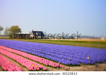 Beautiful flower field and house. Taken with tilt and shift lense.