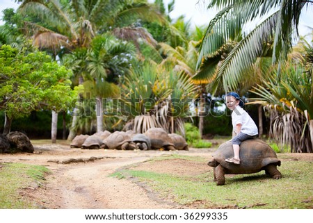 Fun activities in Mauritius. 4 years old boy riding giant turtle.