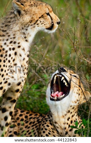 Mother and cub cheetahs in Serengeti national park, Tanzania