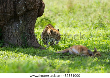 Leopard with killed antelope in Serengeti national park in Tanzania