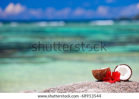 Coconut with tropical flower on exotic coast