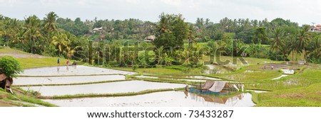 Panorama of beautiful rice field full of water at Northern Bali
