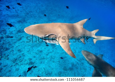 Lemon sharks swim among fish in Pacific ocean
