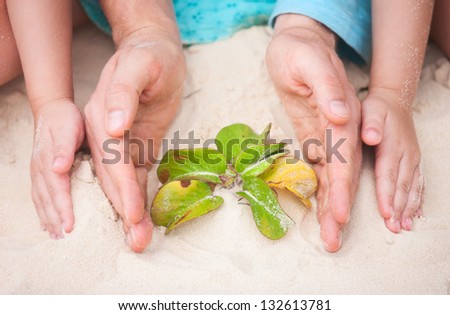 Close up of hands protecting a small plant
