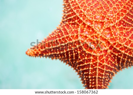 Close up of red starfish in a tropical water