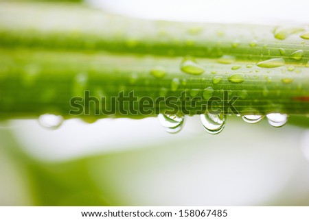Close up of a palm tree leaves with rain drops all over it