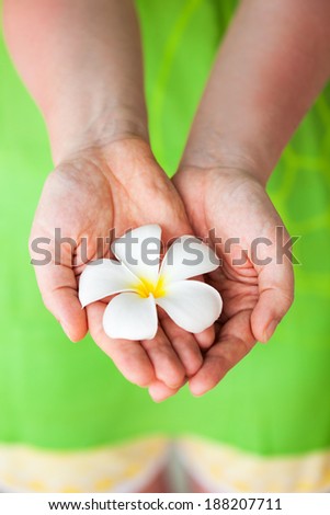 Close up of a woman holding tropical white frangipani flower