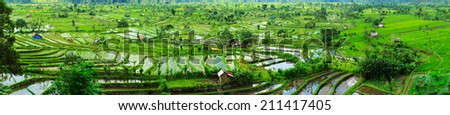 Panorama of beautiful terraced rice field on Bali Indonesia