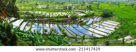 Landscape of beautiful rice terraced field full of water at Central Bali Indonesia