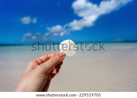 Woman hands holding sand dollar at tropical beach