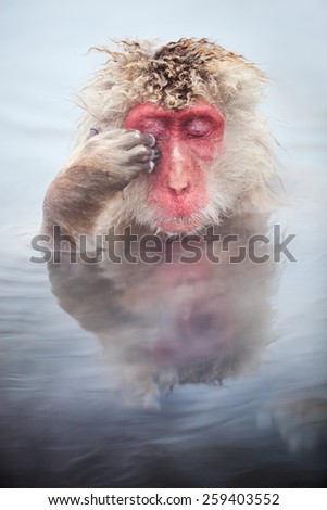 Male snow monkeys Japanese macaque bathe in onsen hot springs of Nagano, Japan