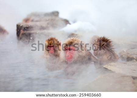 Snow Monkeys Japanese Macaques bathe in onsen hot springs of Nagano, Japan