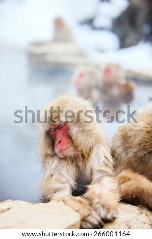 Snow Monkeys Japanese Macaques bathe in onsen hot springs at Nagano, Japan