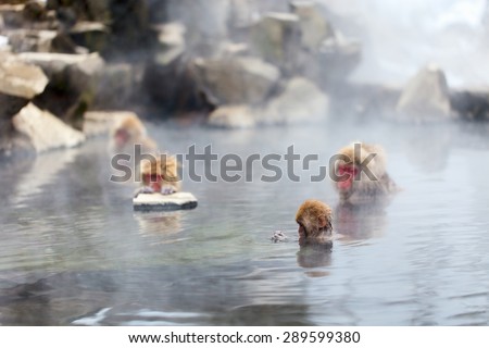 Snow Monkeys Japanese Macaques bathe in onsen hot springs of Nagano, Japan