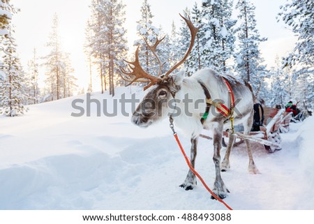 Reindeer in a winter forest in Finnish Lapland