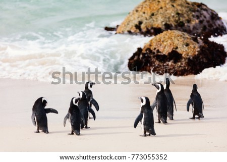 African penguins colony at Boulders beach near Cape Town in South Africa