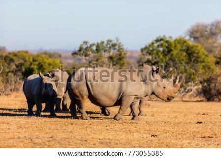 White rhinos grazing in an open field in South Africa