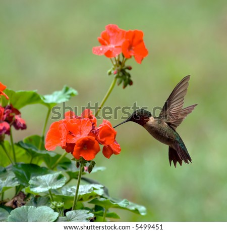 Male ruby-throated hummingbird feeding on a geranium flower