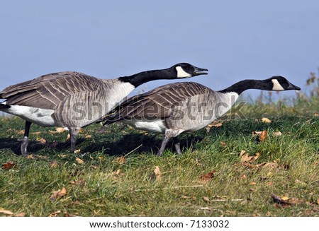 Canada goose chasing after another canada goose