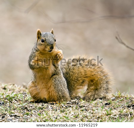 Fox Sitting Up