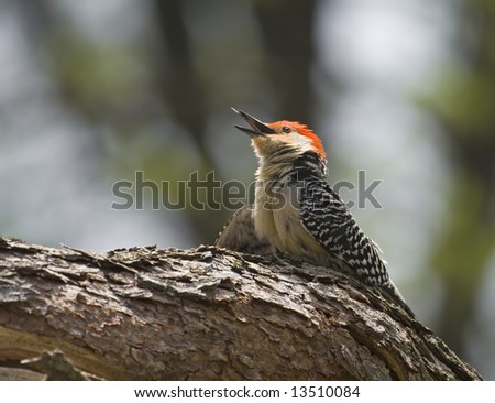 Red-bellied woodpecker perched on a tree