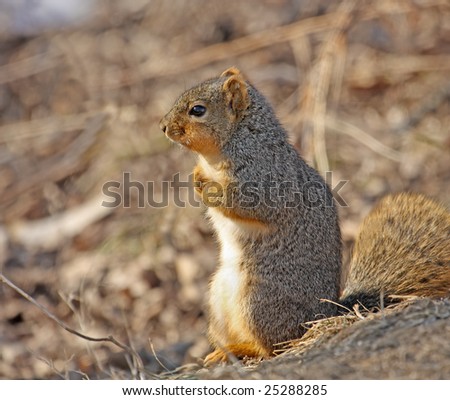 Profile of fox squirrel sitting up on the ground
