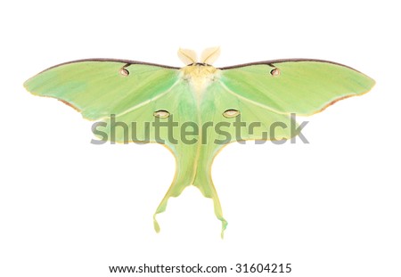 Luna moth (actias luna) isolated on white