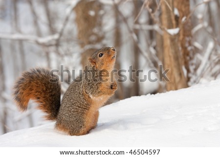 Fox squirrel (Sciurus niger) standing in the snow looking up to the sky