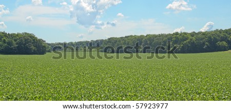 Green soybean farm field against a blue sky with clouds
