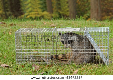 Raccoon, Procyon lotor, captured in an animal trap