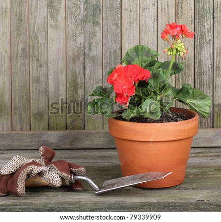 Red geranium in a pot with gardening gloves and trowel against a weathered fence
