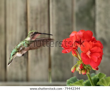 Female ruby-throated hummingbird, Archilochus colubris, hovering next to a red geranium