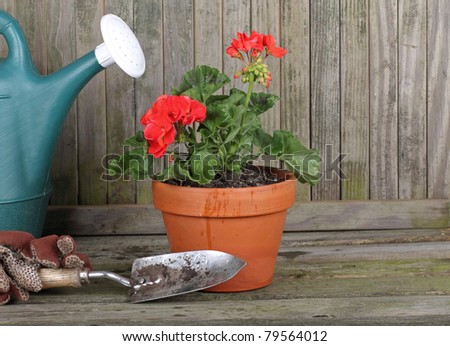 Red geranium in a pot with gardening gloves, watering can and trowel against a weathered fence