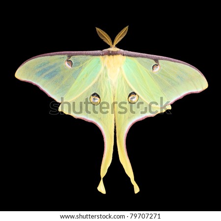 Luna moth, Actias luna, isolated on black