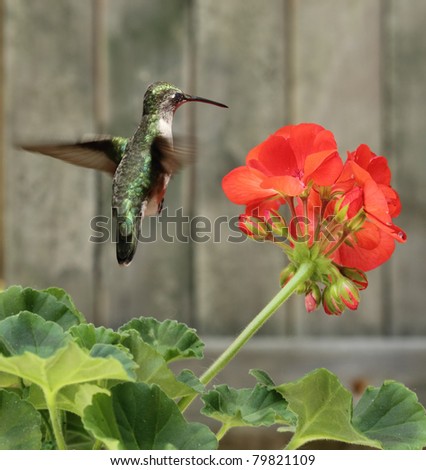 Female ruby-throated hummingbird, Archilochus colubris, hovering by a red geranium