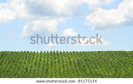 Farm field of rows of corn crop