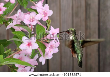Female ruby-throated hummingbird, Archilochus colubris, feeding on honeysuckle flower, Lonicera sp.