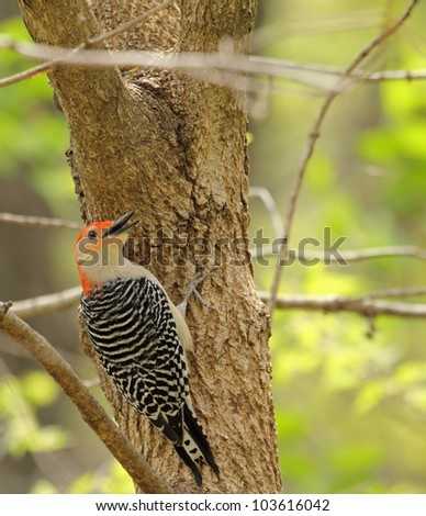 Red-bellied woodpecker, Melanerpes carolinus, perched on side of a tree