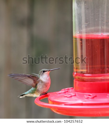Ruby-throated hummingbird, Archilochus colubris, perched on a feeder with wings spread
