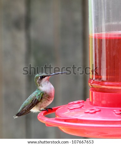 Female ruby-throated hummingbird, Archilochus colubris, perched on a feeder