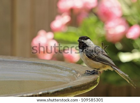 Black-capped chickadee, Poecile atricapilla, perched on a bird bath