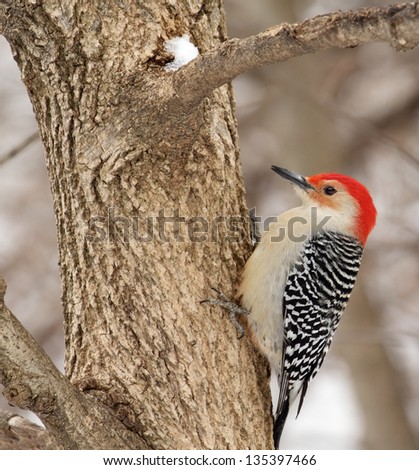 Red-bellied woodpecker, Melanerpes carolinus, on a tree