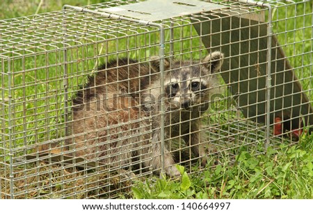 Raccoon, Procyon lotor, in an animal trap