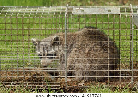Raccoon, Procyon lotor, in an animal trap